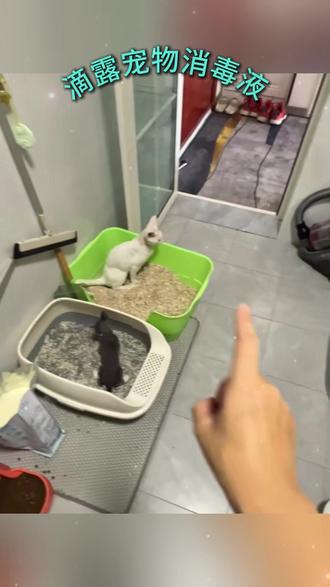 滴露猫狗消毒液喷雾 #滴露宠物喷雾 #滴露猫狗清洁喷雾 #滴露宠物清洁液 #滴露宠物杀菌清洁 #滴露宠物清洁产品