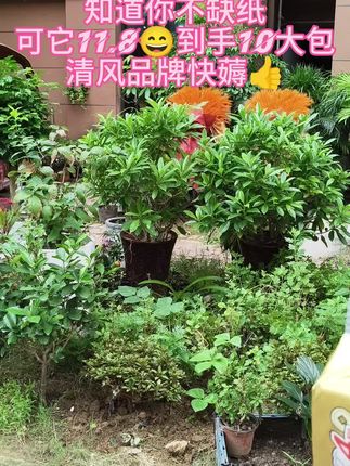 快快快,家人老铁们,中秋节来临,清风老板你疯了吗,这个价到手一大提10包还是清风大品牌#抽纸#清风#好物推荐#在抖音入手的好东西 #无限回购的宝藏单品