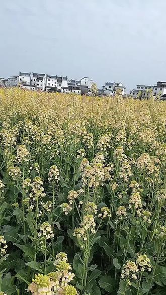 我大中云的七彩油菜花田