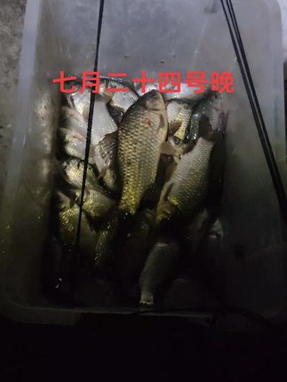 #我和钓友们的户外生活 #钓鱼 #户外钓鱼 @胖胖的叔叔 @cyy