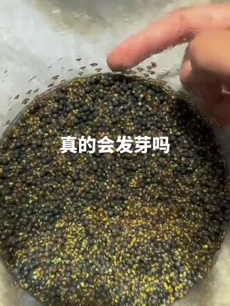 水草#鱼缸里的大自然 #养鱼日记 #日常分享 这一缸水草,从发芽到养鱼,真的太治愈了