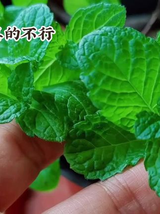 薄荷,夏天没它真的不行!这玩意儿一靠近就自带空调感,叶子捏碎那股子凉丝丝的劲儿,瞬间从鼻尖窜到天灵盖,整个人都通透了#薄荷