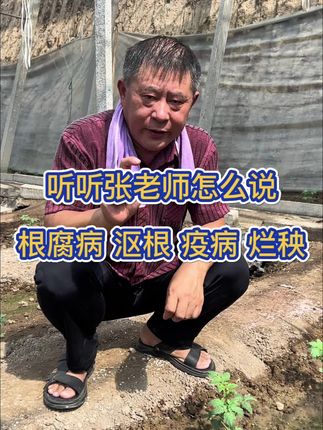张老师教你如何区分作物上不同的病毒#三农 #蔬菜种植 #农业 #农业技术推广 #日常
