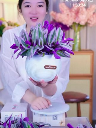油画婚礼吊兰水培植物是内盆栽办公室桌面绿植花卉紫露兰四季好养#婚礼吊兰 #婚礼油画 #好看的花一定要分享给你 #盆栽绿植 #好养的绿植