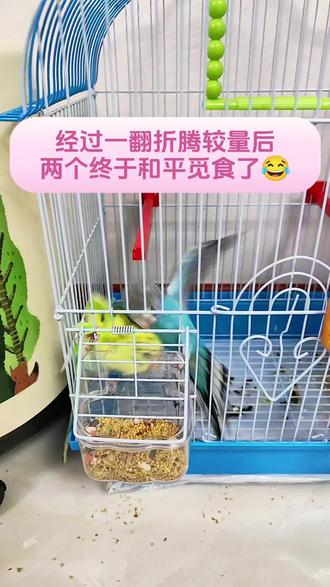 团结一致才是好搭档#养鹦鹉日记 #虎皮鹦鹉 #养鸟日常 #抢食物挑战 #养鸟经验分享