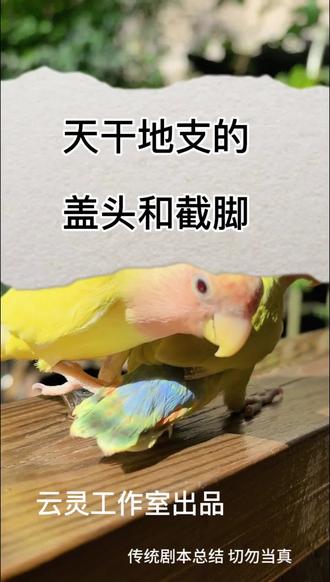 八字天干地支的盖头和截脚