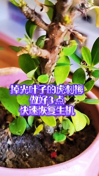 掉光叶子的虎刺梅做好3点,快速恢复生机#园艺小技巧 #盆栽养护经验