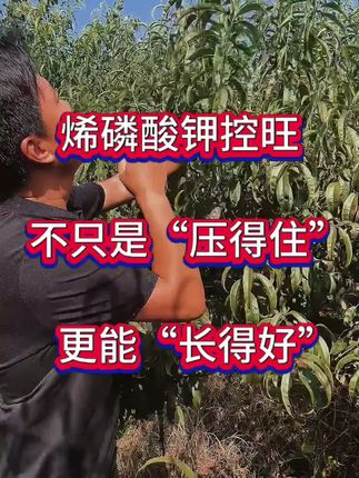 #桃树种植 #桃树控旺 #果树管理