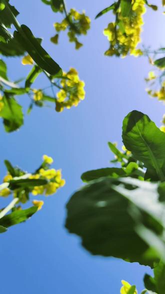 春浅夏犹远,惟愿岁月宽。
