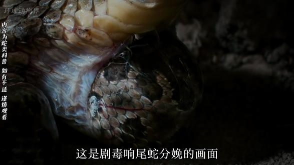 响尾蛇竟然是胎生!繁育全过程。 #动物世界 #响尾蛇 #动物纪录片