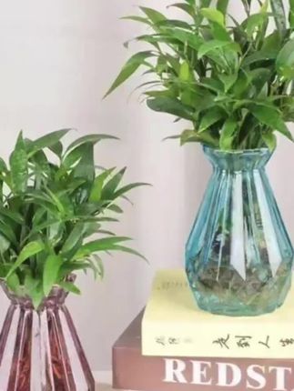 驱蚊水培竹柏盆栽。想给家居空间加一抹灵动绿意? 试试竹柏水培盆栽呀!🍃四季都保持青翠,往客厅、卧室、桌面一摆,清新自然氛围直接拉满~作为超有人气的室内绿植,🪴它自带淡雅气息,给日常营造舒适感,用天然属性给居家环境添独特魅力;水培超省心!不用复杂养护,简单打理就能让绿意常伴~要是你想在家打造宁静自然小角落,选它准没错,静静给生活空间注入生机活力💦 #水培竹柏 #水培植物#竹柏 #净化空气 #室内绿植