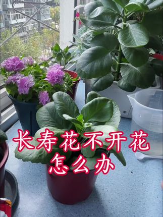 长寿花不开花怎么办这个视频揭秘#分享家庭养花知识 #原创视频 #长寿花
