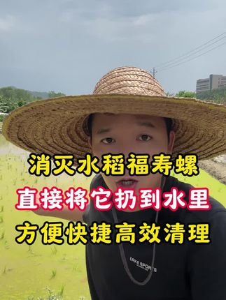 消灭水稻田福寿螺,你有这个水溶球就够了#水稻种植 #水稻田 #福寿螺 #福寿螺克星 #农业种植