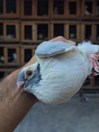 眼睛流泪分泌物