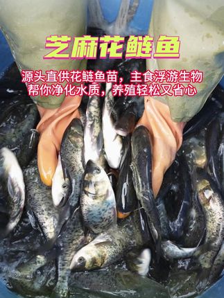 花鲢鱼好养耐活,套养可省节约养殖成本,一年3-5斤,隔年更快 #鱼苗 #花鲢 #三农 #四大家鱼养殖 #水产养殖