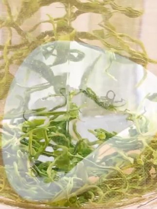 贵州毛尖新茶2025明前特级,嫩芽源自天山崖,手工炒制,高山云雾孕育,浓香型绿茶韵味足,品味春日鲜爽,领略极致茶韵,每一口都是对自然的礼赞,开启舌尖上的清新之旅。 #黔茶新韵 #明前香茗 #云雾茶韵 #毛尖新味