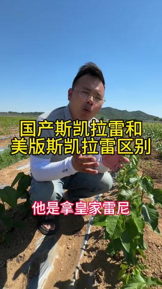 国产版斯凯拉雷和美版斯凯拉雷区别#抖音支持三农 #樱桃 #品种