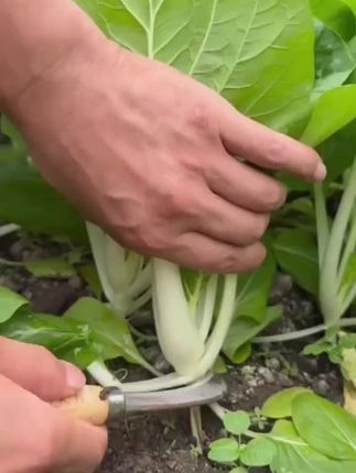 【四季迟花奶油小白菜种子耐寒耐涝懒人庭院阳台盆栽大田蔬菜菜籽】#四季退花奶油小白菜#蔬菜种子 #三农 #蔬菜种子#抖音助农