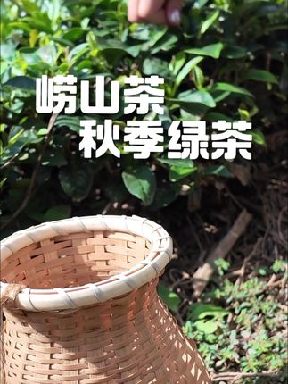 秋天,来一杯秋绿吧!#崂山茶 #茶叶 #秋茶 #青岛特产