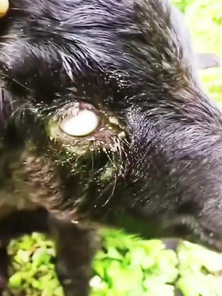 #牛羊流眼泪 #红眼病的高发季节 #牛流眼泪 #羊眼红 #牛羊养殖