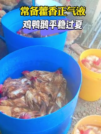 夏季高温不防暑,养殖一年白辛苦