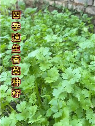 四季都可以种植的香菜,耐热耐寒,生长快,播种简单,阳台小院花盆都能种。#大叶香菜种子 #四季速生香菜种子