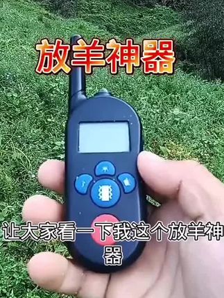 现在赶羊都可以相隔几百米!#农村养羊 #农村创业养殖 #返乡创业养殖黑山羊