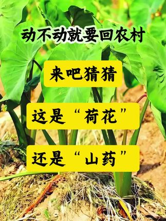 猜猜看#农村生活 @DOU+小助手