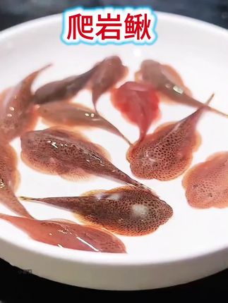 爬岩鳅 #观赏鱼 #爬岩鳅#鱼缸里的大自然 #鱼缸清洁 #水族爱好者