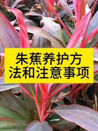 朱蕉养殖方法和日常管理方法 朱蕉多久浇水施肥一次 朱蕉叶子发黄枯萎黄叶掉叶不开花怎么办 #朱蕉专用肥 朱蕉怎么修剪 #朱蕉养护 朱蕉盆栽怎么浇水施肥水肥管理 #朱蕉肥料 朱蕉喜阴还是喜阳 #朱蕉红叶 朱蕉肥料推荐 #朱蕉营养液