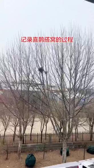 每天记录喜鹊搭窝的过程,这是第二天,和人类一样,大人在干活,孩子就知道玩#喜鹊搭窝全过程 #