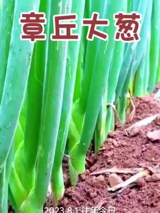 #章丘大葱 #大葱#章丘大葱种子#优质农产品 #三农