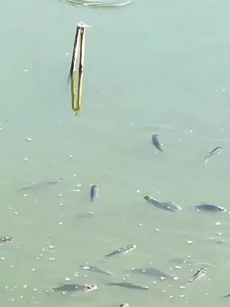 龙王恨果色天香百果香饵料夏季高温果味饵料一包单开#龙王恨饵料 #夏季高温钓鱼饵料 #果色天香饵料 #百果香饵料