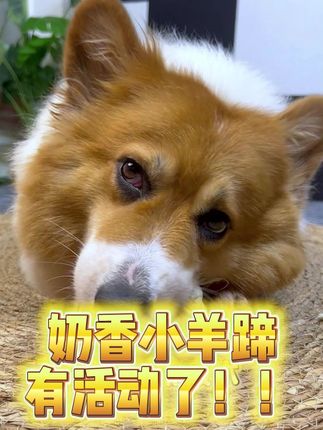 狗狗磨牙洁齿奶香小羊蹄,耐磨耐咬,多斤多肉#狗狗日常 #小狗狗能有什么坏心思 #狗狗磨牙 #狗狗磨牙棒推荐 #柯基