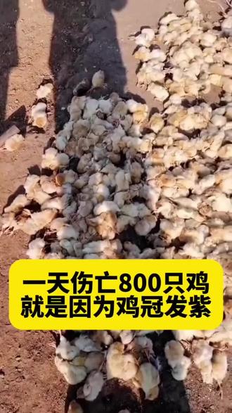 养鸡的朋友们注意#养鸡 #养鸡技术指导