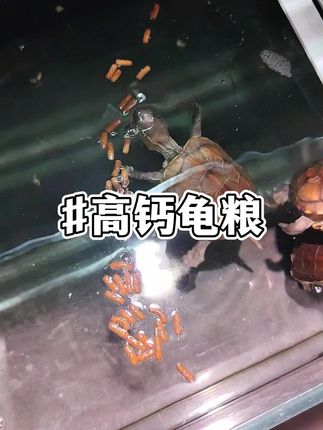 养乌龟喂什么好啊?#养龟日常 #新手养龟