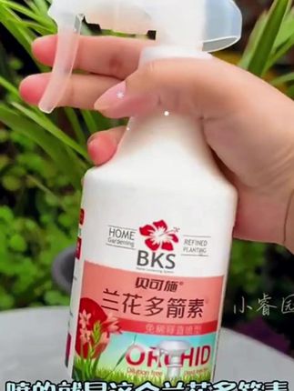 兰花黄叶不开花,学会这招花箭蹭蹭冒!叶片绿油油
