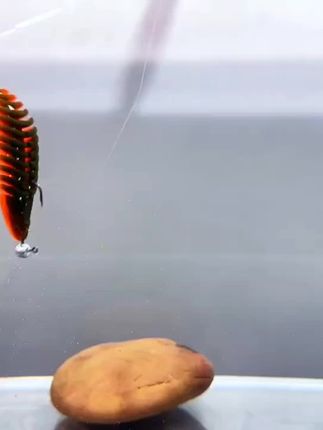 #每日分享 #日常分享 #钓大鱼吃鱼汤#爱钓鱼的人风雨不阻