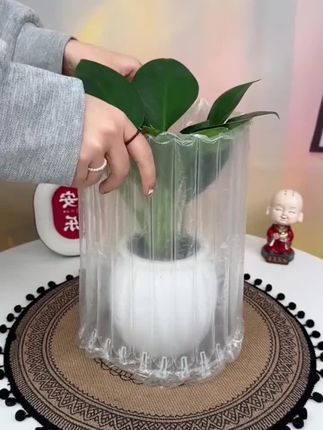【买一送一】金钻九里香客厅植物美观室内绿植盆栽四季常青#九里香绿植 #九里香 #九里香盆景 #种植 #金钻九里香