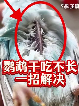 #鹦鹉特别瘦#鹦鹉干吃不长#鹦鹉消瘦刀胸#手养鹦鹉@抖音小助手 @DOU+上热门
