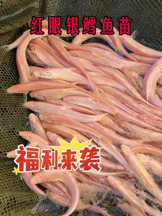 红眼银雪鱼跟草鱼一样的好养,草鱼吃什么银雪鱼吃什么,长势快 #鱼苗 #红眼银雪鱼 #鱼塘 #水产养殖 #钓鱼