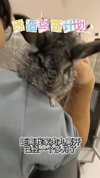 柜笼改造,2026迎接新成员 纪念失去的,迎接新成员开启2026。提笼是提不动的,架鸟还是可以的,玩起来!#鸟笼 #手工 #鹦鹉 @DOU+上热门 @DOU+小助手 #吃喝玩乐分享计划 #我就这样开启2026