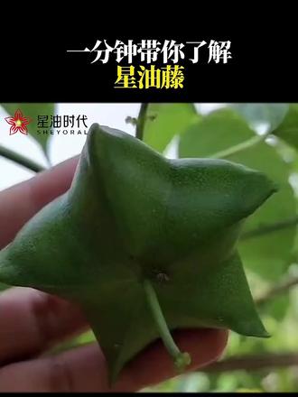 一分钟带你了解星油藤#星油藤 #星油藤茶 #美藤果 #星油时代
