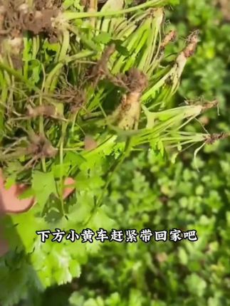 #在家种菜 #种菜小技巧 #种菜 #农作物 #有机蔬菜