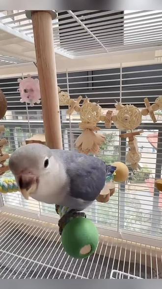 #鹦鹉旋转风车#鹦鹉玩具#风车#小鸟玩具#好物推荐 站杆玄凤牡丹虎皮啃咬磨牙空中玩具鸟笼装饰用品