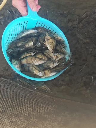 翘嘴白桂鱼4到15公分有大量现货在,欢迎大家来订购#翘嘴鳜鱼 #翘嘴白桂鱼 #翘嘴桂鱼 #桂鱼 #鳜鱼