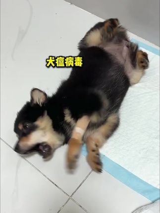真正把病毒杀灭率写在包装上的宠物专用消毒液#滴露宠物消毒液 #宠物消毒液 #萌宠 #新手养狗 #狗狗