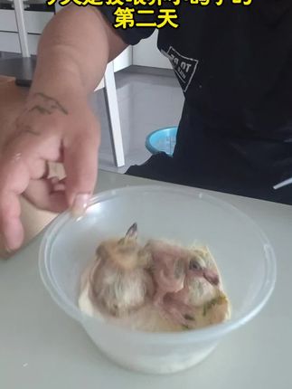 #磊哥花架 #江苏淮安涟水 实木木制品 实木花架 鸽子 幼崽喂养第三天