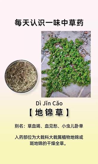每天认识一味中草药🌿地锦草#中草药#你的家乡也有这种植物吗