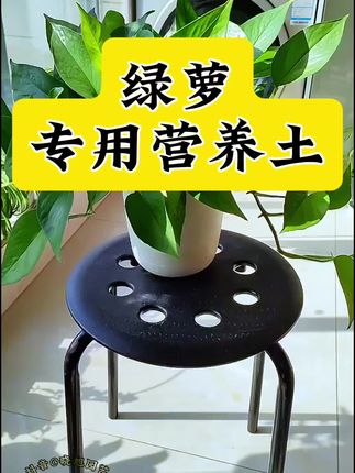 绿萝春秋季翻盆换土方法 盆栽绿萝黄叶焦边干枯掉叶烂根怎么补救 绿萝养护方法和注意事项 绿萝经常出现黄叶焦边黑斑枯萎怎么补救#绿萝养殖 #绿萝黄叶 #绿萝换盆 #绿萝专用土 绿萝柱出现黄叶枯叶空枝烂根怎么办 绿萝怎么扦插繁育 绿萝能有效吸收室内甲醛有害气体 寓意生机勃勃 招财进宝 绿萝怎么安全过冬 夏季绿萝怎么预防病虫害 绿萝怎么修剪支撑#无限回购的宝藏单品